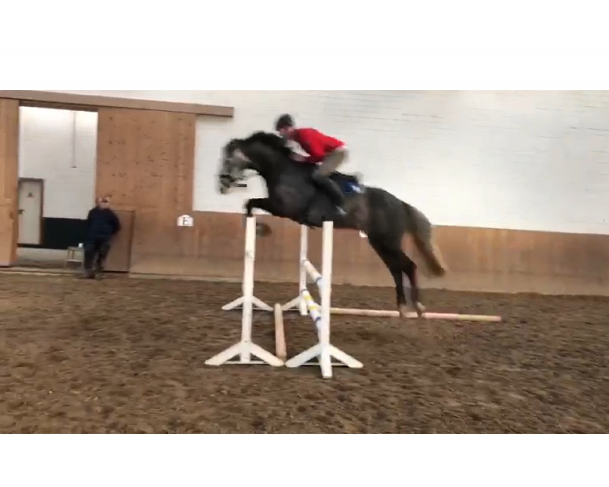 Springpferd Cinzano (Deutsches Reitpferd,  , von Ciacomini)