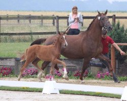 Pferd Rosabell SD (Westfale, 2017, von Rosendiamant)