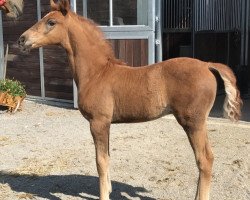 dressage horse Rotgold HR (Westphalian, 2017, from Rosendiamant)