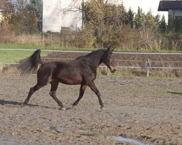 Pferd Anthea des Granges (Belgisches Warmblut, 1984, von Alcanar xx)