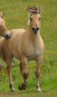 horse Rasputin (Fjord Horse, 1994, from Rei Romanow)