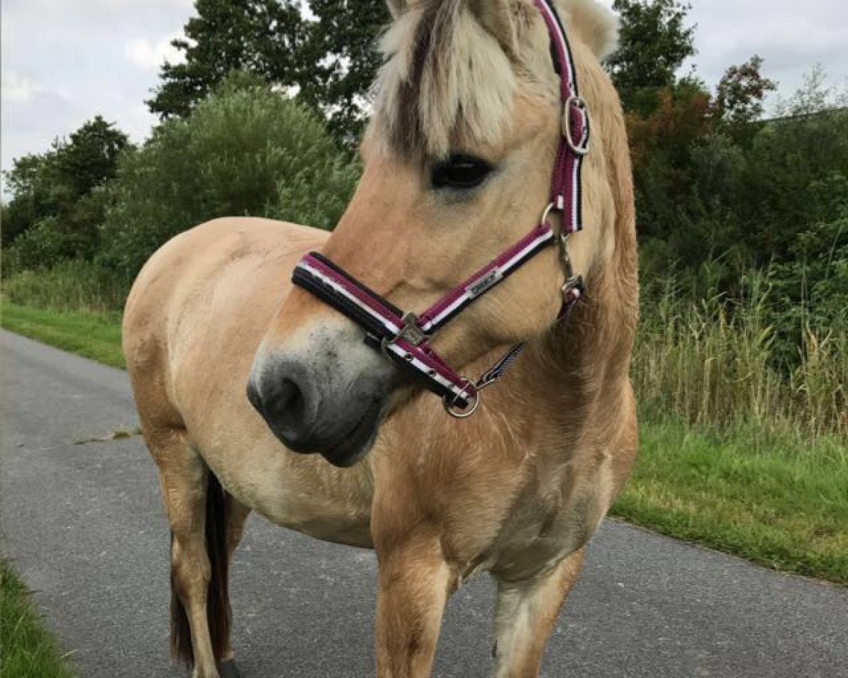 broodmare Kiara Baroness (Fjord Horse, 2007, from Rolex Baron)