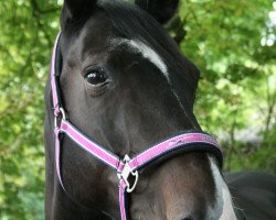 broodmare Roundabout (Westphalian, 2000, from Ribot)