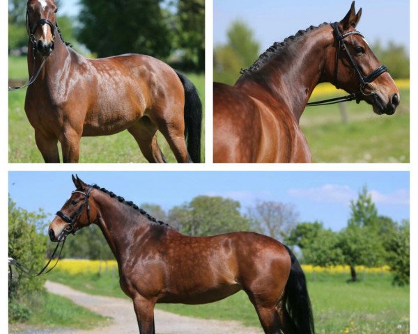 dressage horse Ginkgo's Her Majesty (KWPN (Royal Dutch Sporthorse), 2012, from Carlton Hill VDL 1248)