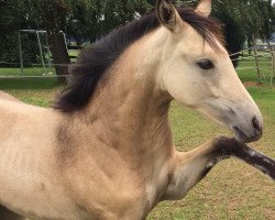 broodmare Annelie AH (German Riding Pony, 2015, from A new Star)