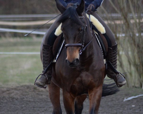 Dressurpferd Rumina Maxima H (Hessisches Warmblut, 2003, von Rosen-Hit)