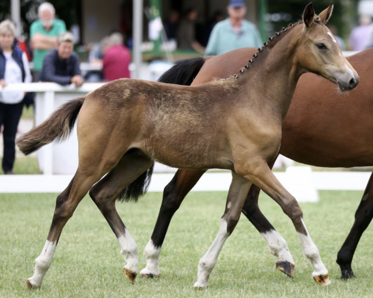 dressage horse Herzkönig's Bube (German Riding Pony, 2017, from Herzkönig NRW)