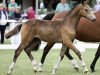 Dressurpferd Herzkönig's Bube (Deutsches Reitpony, 2017, von Herzkönig NRW)