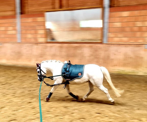 horse Joker M (Welsh mountain pony (SEK.A), 2011, from Oehmer 's Calypso)