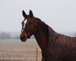 broodmare Rote Rose (Hanoverian, 2004, from Rotspon)