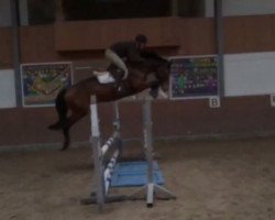 jumper Délibáb (Hungarian Warmblood, 2013, from Darda)