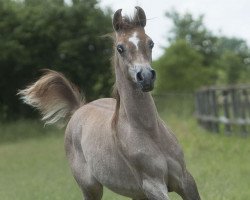 horse El Mahar (Arabian thoroughbred, 2017, from EUROPE AL KHIDAR ox)