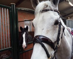 jumper Luana S (German Sport Horse, 2005, from Lehnbach)