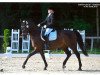 horse Cavalier 79 (Czech Warmblood, 2006, from Carol)