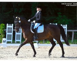 Pferd Cavalier 79 (Tschechisches Warmblut, 2006, von Carol)