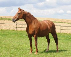 broodmare Rosenstolz (Hanoverian, 2006, from Royal Blend)