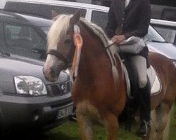 dressage horse Albin (Haflinger, 1997, from Antinor)