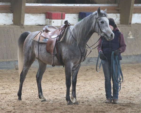 Pferd Erkan (Vollblutaraber, 2014)