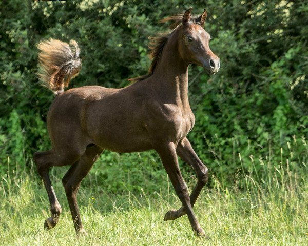 Pferd Elandro (Vollblutaraber, 2017, von Alimandro)