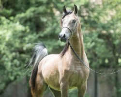 horse Baakhi (Arabian thoroughbred, 2015, from Baahir El Marwan)