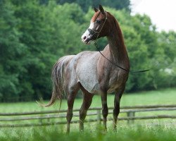 broodmare Bafra B ox (Arabian thoroughbred, 2002, from El Nabila B ox)