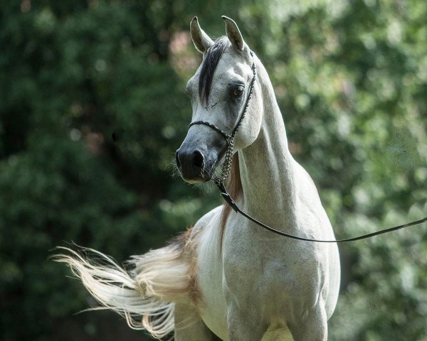 Pferd Fadi Al Amryan (Vollblutaraber, 2015, von Al Amryan)
