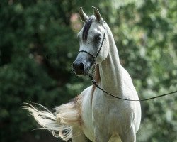 horse Fadi Al Amryan (Arabian thoroughbred, 2015, from Al Amryan)