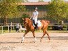 horse Beverly Angel (Trakehner, 2010, from Van Deyk)