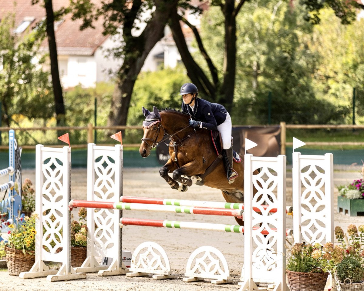 jumper Chimanski 5 (Westphalian, 2014, from Chaman)