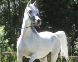 broodmare Nahbayka (Arabian thoroughbred,  , from Nahbay ox)