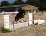 dressage horse Flauschi (Oldenburg, 2008, from Don Romantic)