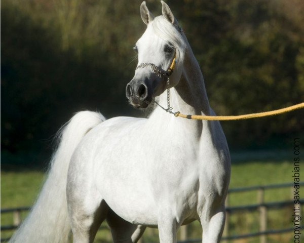 broodmare Naha (Arabian thoroughbred, 2008, from WH Justice ox)