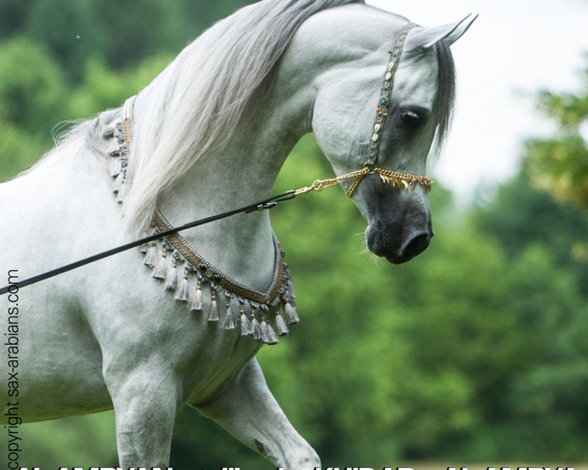 stallion Al Amryan (Arabian purebred, 2010, from Khidar ox)