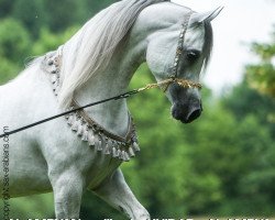 stallion Al Amryan (Arabian thoroughbred, 2010, from Khidar ox)