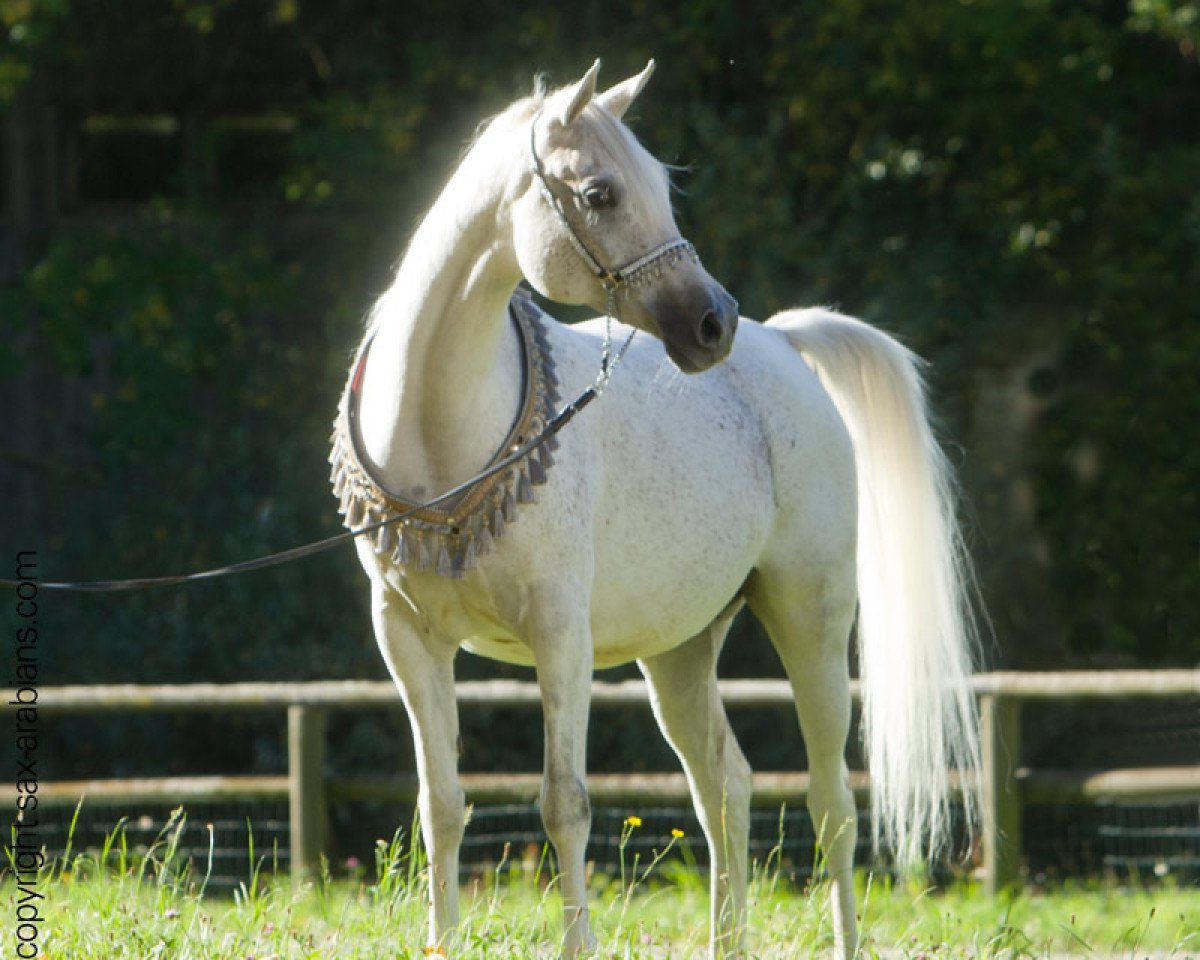 broodmare Milena ox (Arabian purebred, 2000, from Ibn Narav ox)