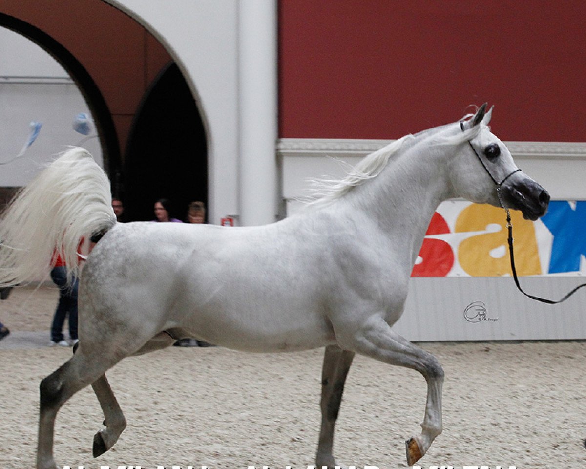 stallion Al Milan ox (Arabian purebred, 2004, from Al Lahab 1999 EAO)