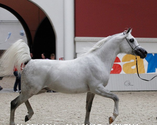 stallion Al Milan ox (Arabian thoroughbred, 2004, from Al Lahab 1999 EAO)