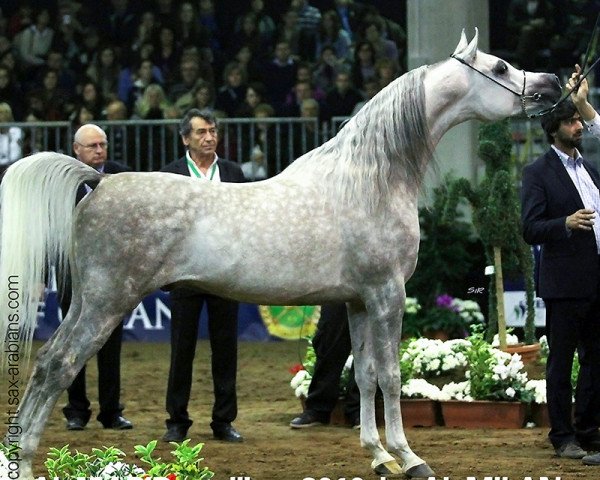 stallion Al Marid ox (Slovakian Warmblood, 2010, from Al Milan ox)