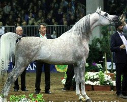 Deckhengst Al Marid ox (Slowakisches Warmblut, 2010, von Al Milan ox)