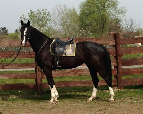 broodmare Evelyna (KWPN (Royal Dutch Sporthorse), 2009, from Sir Oldenburg)