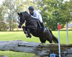 jumper Carducci (Hanoverian, 1995, from Condor M)