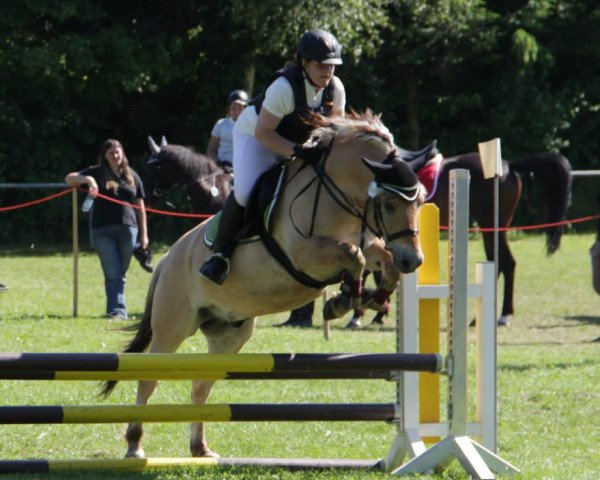 Pferd Diamonds Top Gun (Fjordpferd, 2000, von DV'S Diamond)