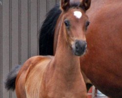 dressage horse Fleur du Coeur S (Hanoverian, 2014, from Fantastic)