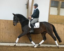 dressage horse Wallach von Fantastic/Brentano (Hanoverian, 2014, from Fantastic)