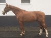 dressage horse Harley (Westphalian, 2011)