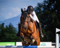 Springpferd Tinkassimo Els CH (Schweizer Warmblut, 2013, von Tinka's Boy)