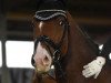 dressage horse Ferdinand Z (Rhinelander, 2012, from Feedback 16)