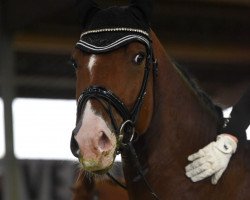 dressage horse Ferdinand Z (Rhinelander, 2012, from Feedback 16)