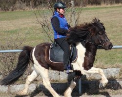 stallion Alfari frá Votmúla1 (Iceland Horse, 2011, from Alfur fra Selfossi)