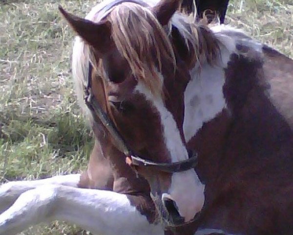 Pferd Whites Dollar (Paint Horse, 1985, von Sandy Bee Frosty)